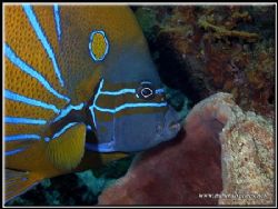 This Blue Ringed angel fish was ready to feed on the spon... by Yves Antoniazzo 